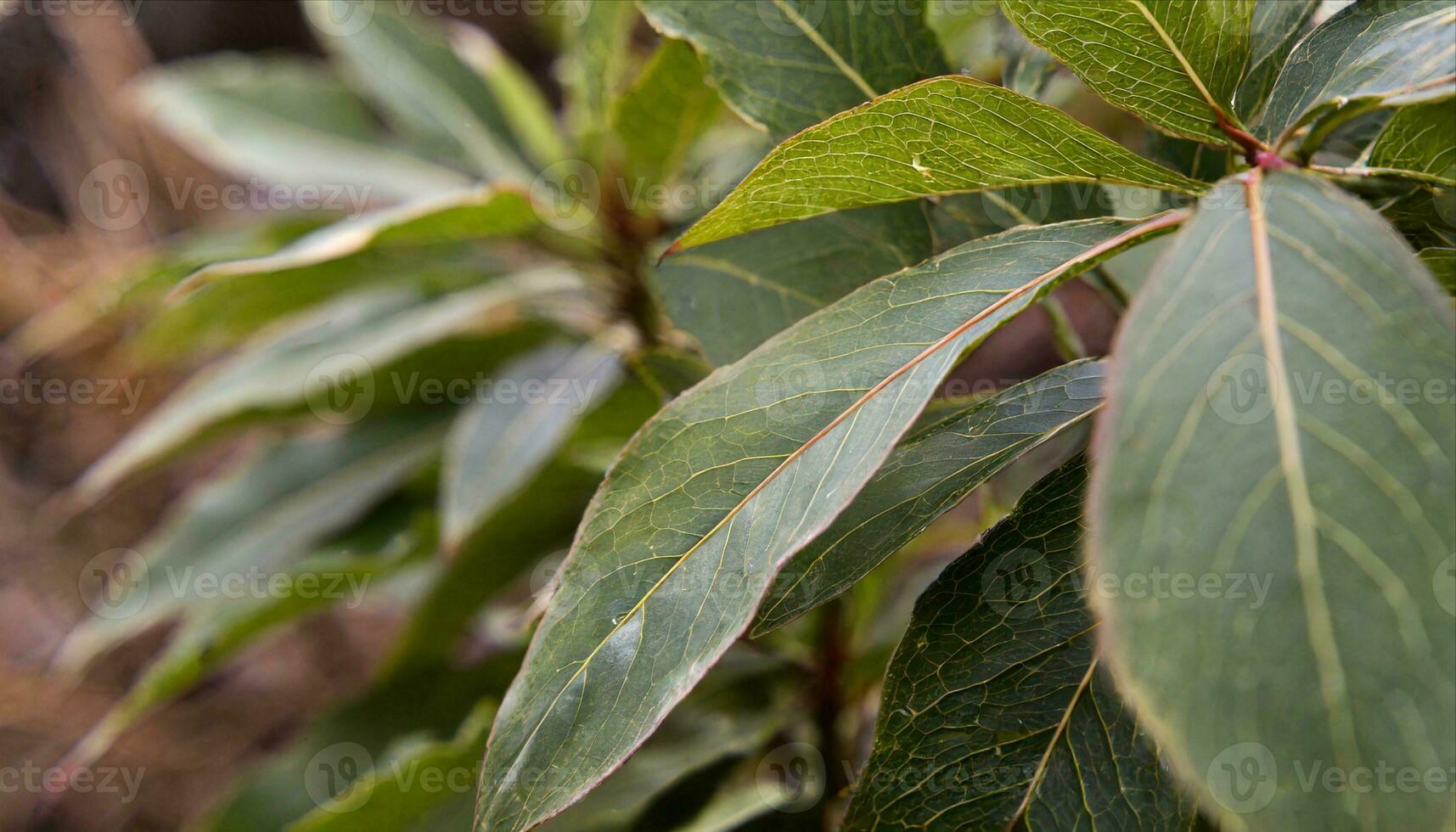 ai gerado uma fechar acima do uma plantar com verde folhas foto