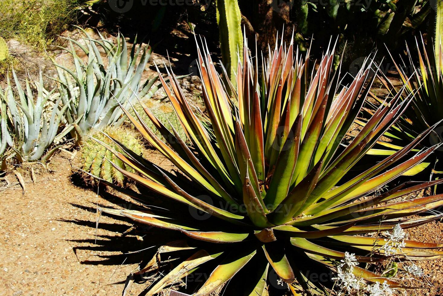 agave palona com agulha afiado folhas, foto