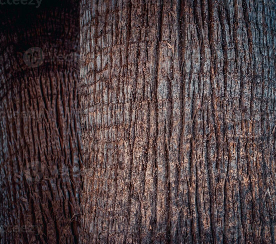 fechar-se Visão textura do coco árvore do natureza foto fundo. rachado latido do velho tropical Palma árvores