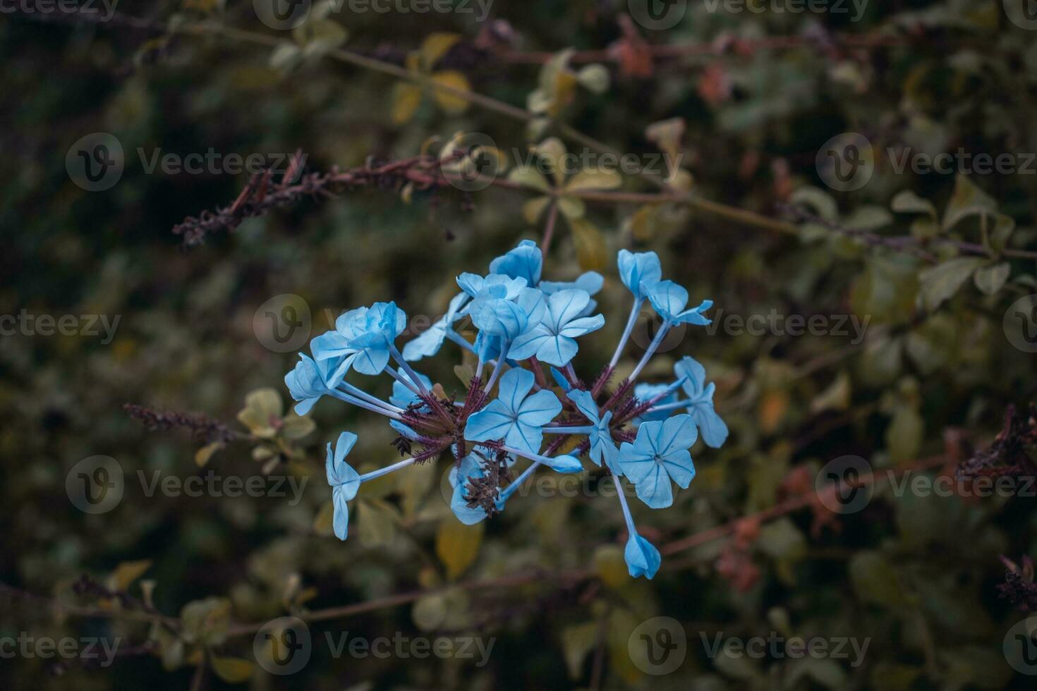 outono Prado azul flores silvestres foto. campo às outono temporada. jardim Flor manhã. foto