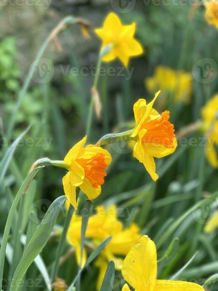 fechar-se Visão do amarelo narcisos dentro a jardim foto