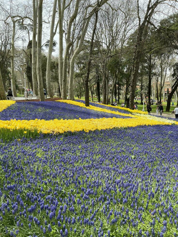 Primavera amarelo tulipas e jacintos dentro gulhane parque, Istambul. foto