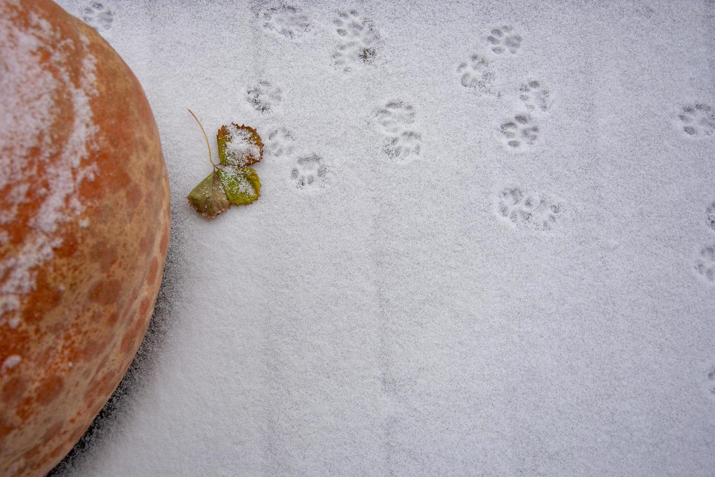 uma grande abóbora laranja está deitada na neve. fundo de neve. dia gelado. foto