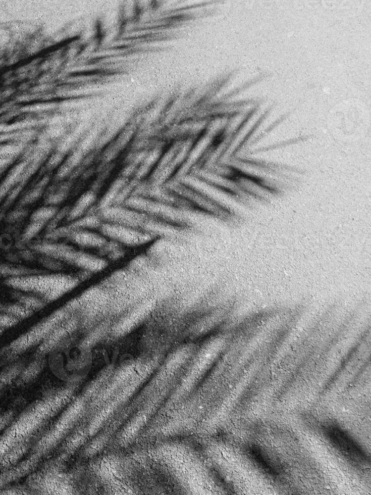 Palma sombra em arenoso de praia textura, monocromático. foto