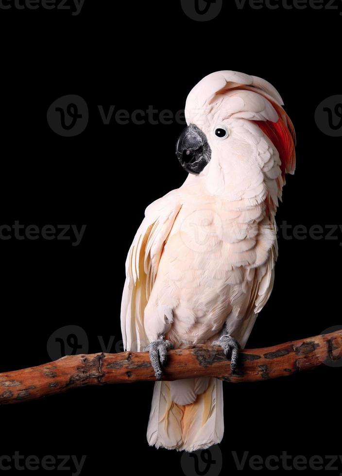 bela cacatua molucana sentada pacificamente em seu poleiro foto