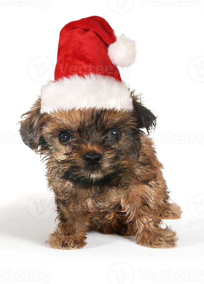 cachorrinho com expressão fofa e chapéu de Papai Noel foto
