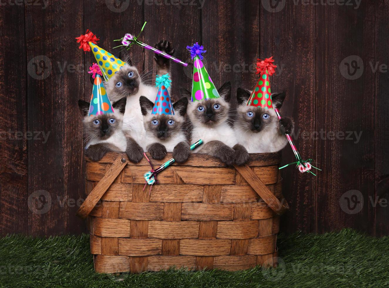 gatinhos siameses comemorando aniversário com chapéus foto