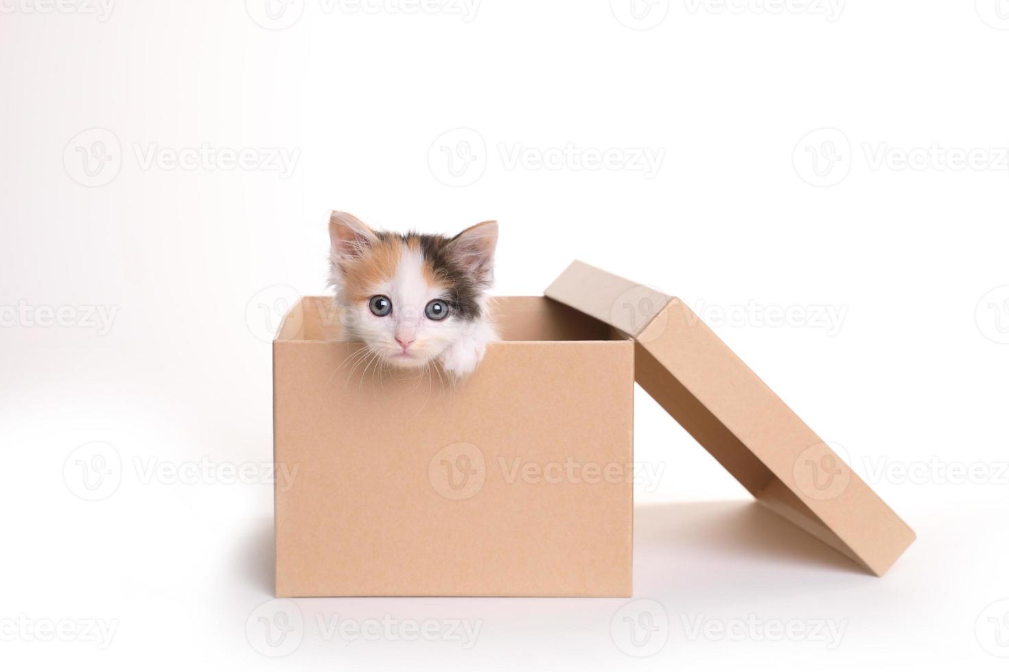 adorável gatinho chita em uma caixa em um fundo branco foto