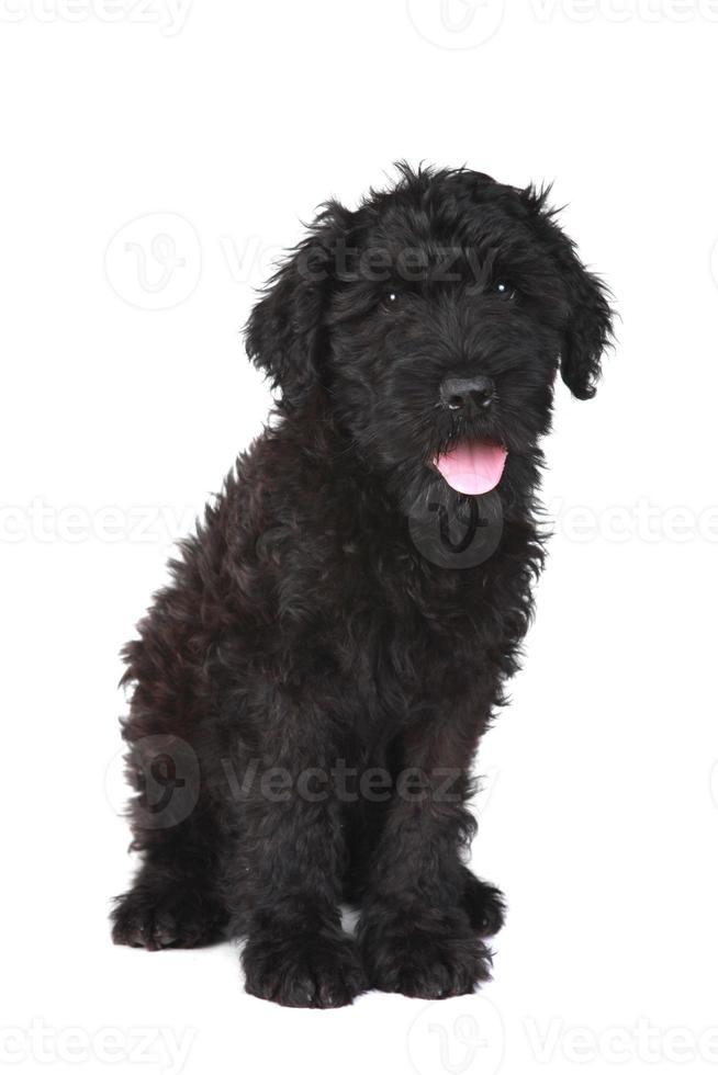 Lindo cachorrinho russo terrier preto em fundo branco foto