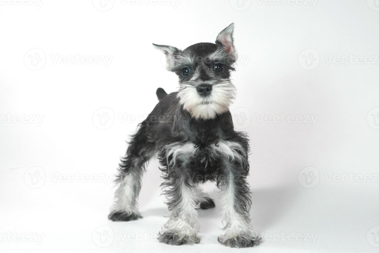 cachorrinho schnauzer miniatura em branco foto