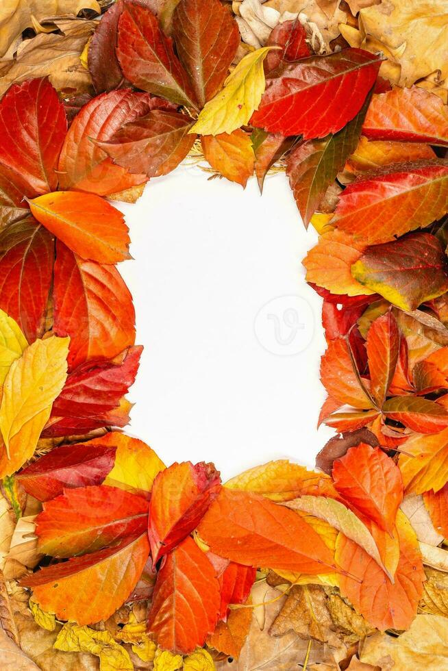 outono disposição brincar com amarelo e laranja folhas com cartão postal para seu texto foto