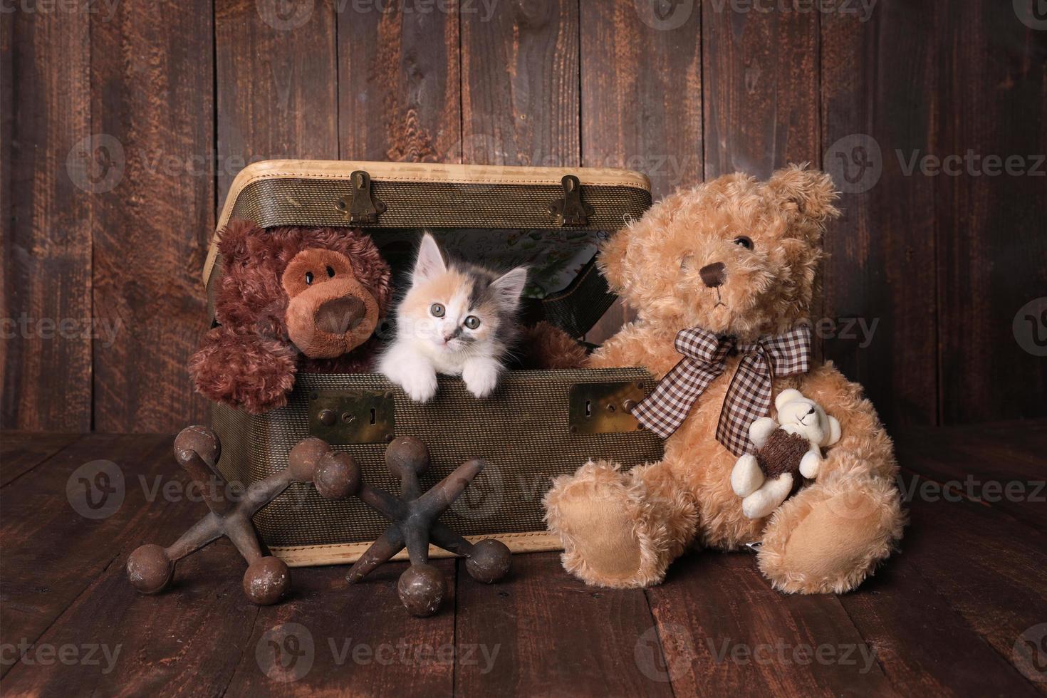 gatinho fofo e adorável foto