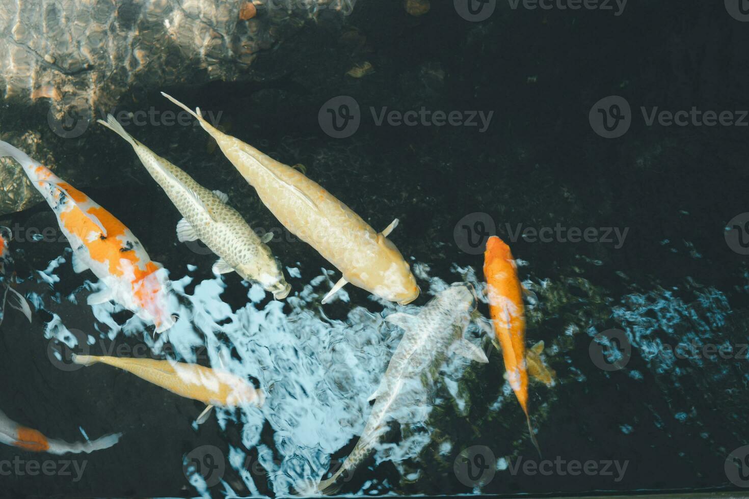 lindo koi carpa peixes natação dentro uma água fresca aquário tanque dentro parque foto