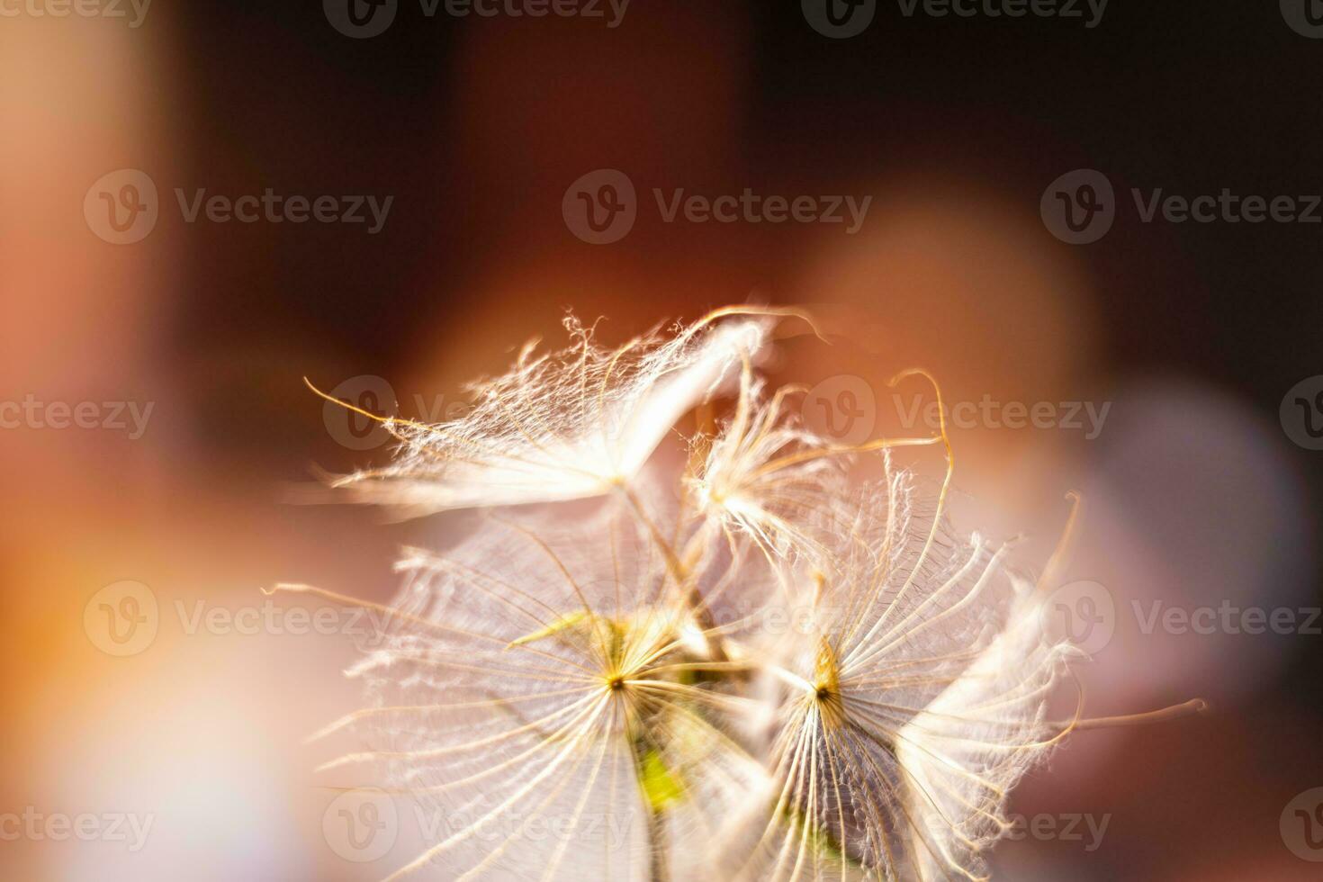 abstrato fundo protetor de tela fechar-se do dente de leão flor e Está sementes foto