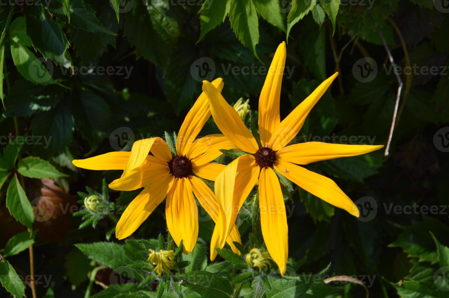 coloridas e flores silvestres em um fundo verde foto