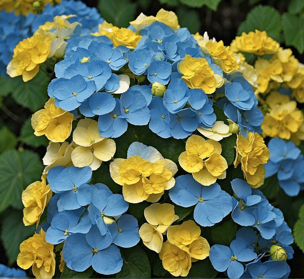 ai gerado azul e amarelo hortênsia flores dentro cheio flor dentro a jardim foto