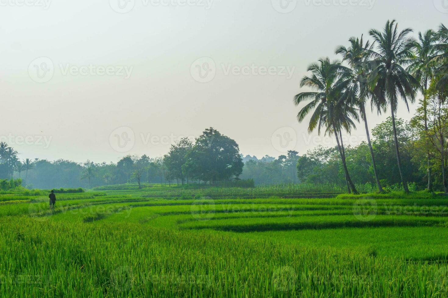 lindo manhã Visão Indonésia. panorama panorama arroz Campos com beleza cor e céu natural luz foto