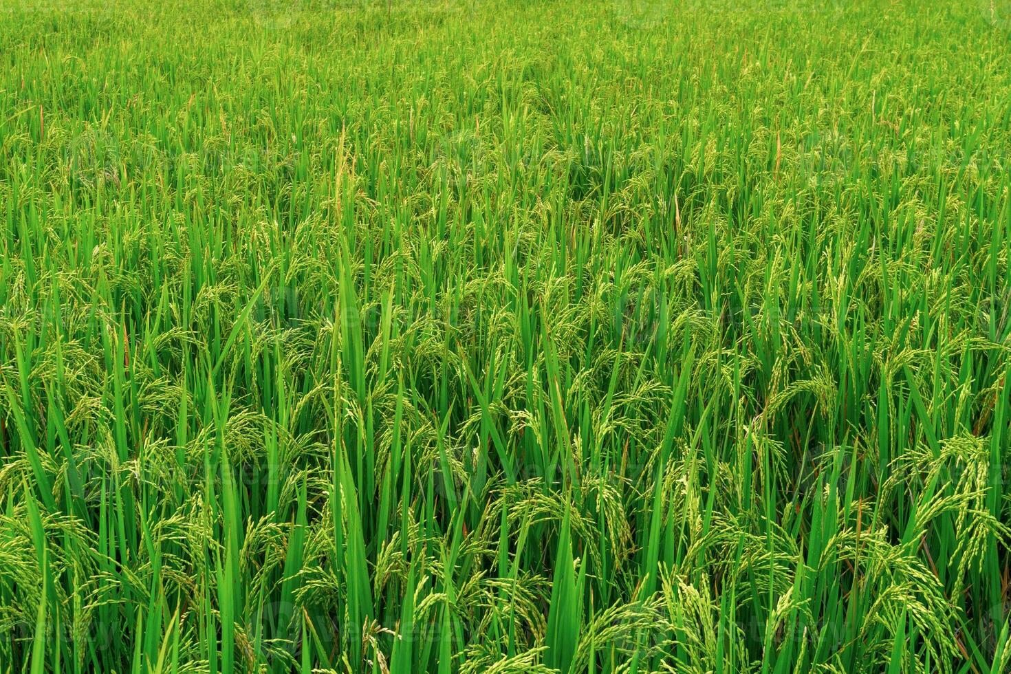 lindo manhã Visão Indonésia. panorama panorama arroz Campos com beleza cor e céu natural luz foto