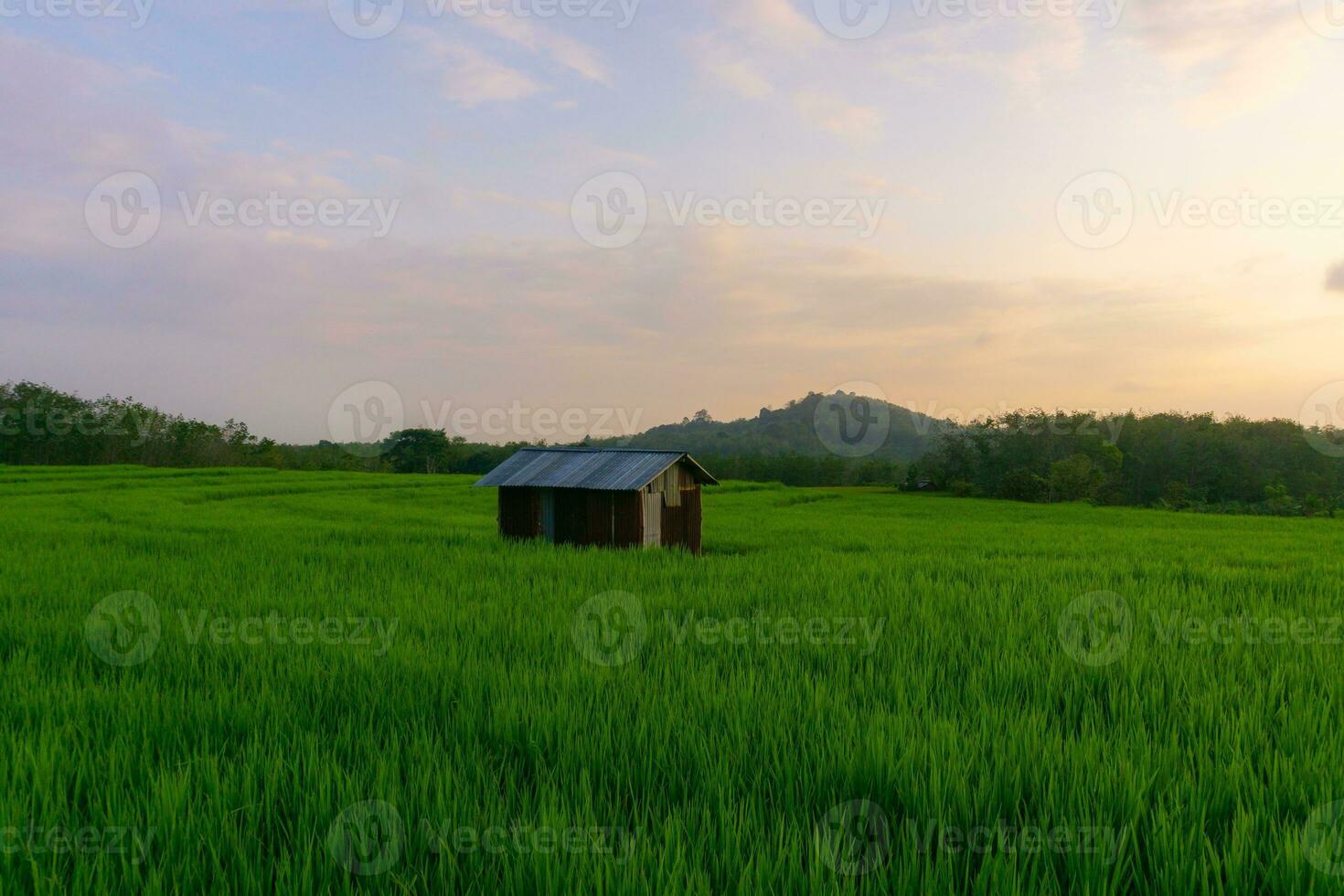 lindo manhã Visão Indonésia. panorama panorama arroz Campos com beleza cor e céu natural luz foto