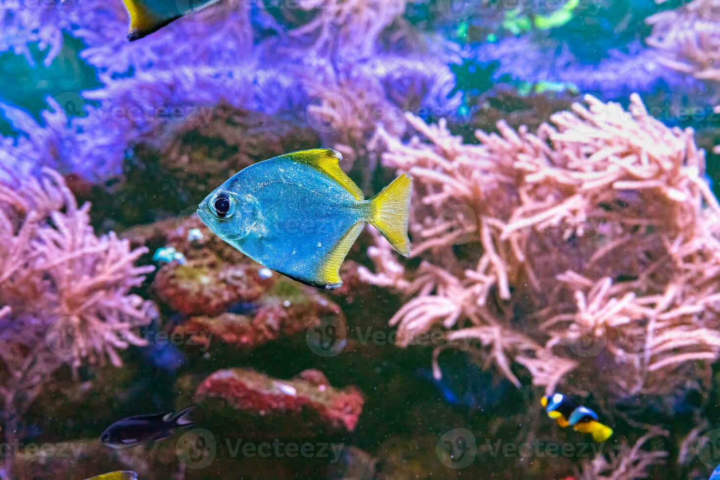 monodáctilo argenteu, prata peixe lunar, prata lunar, manteiga brema, peixe diamante dentro aquário foto