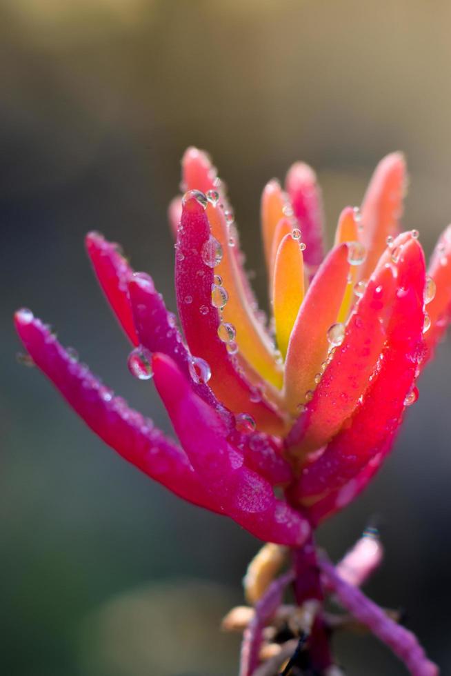 linda grama vermelha foto