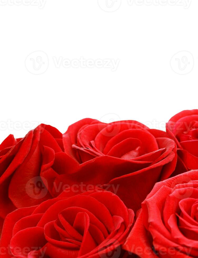 vermelho rosas fronteira foto