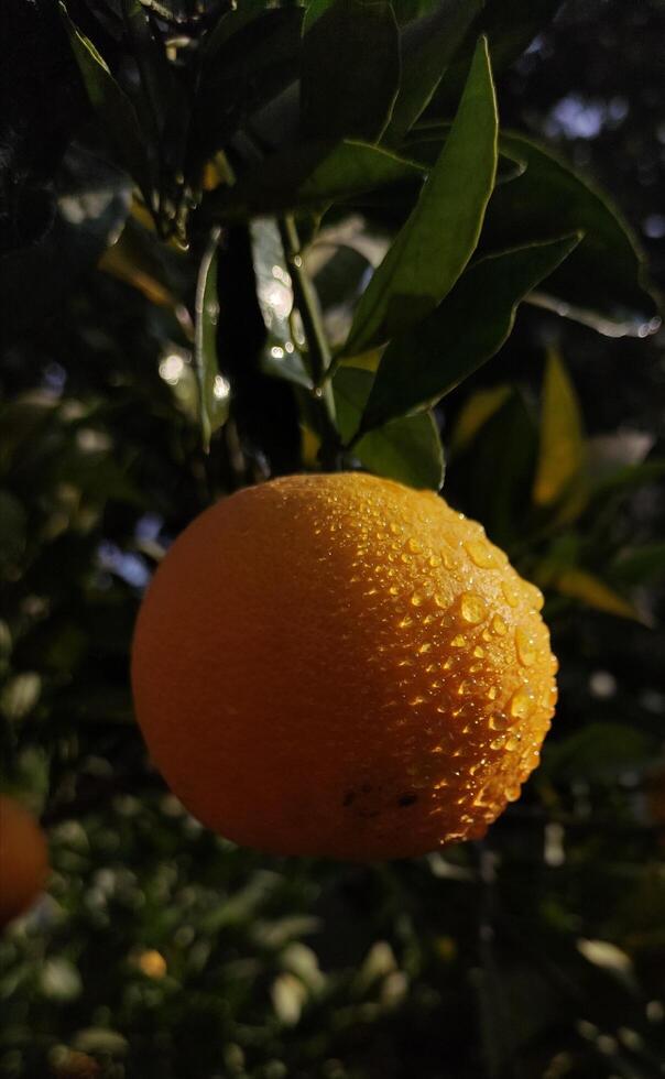 fresco laranja às laranja árvore dentro jardim foto