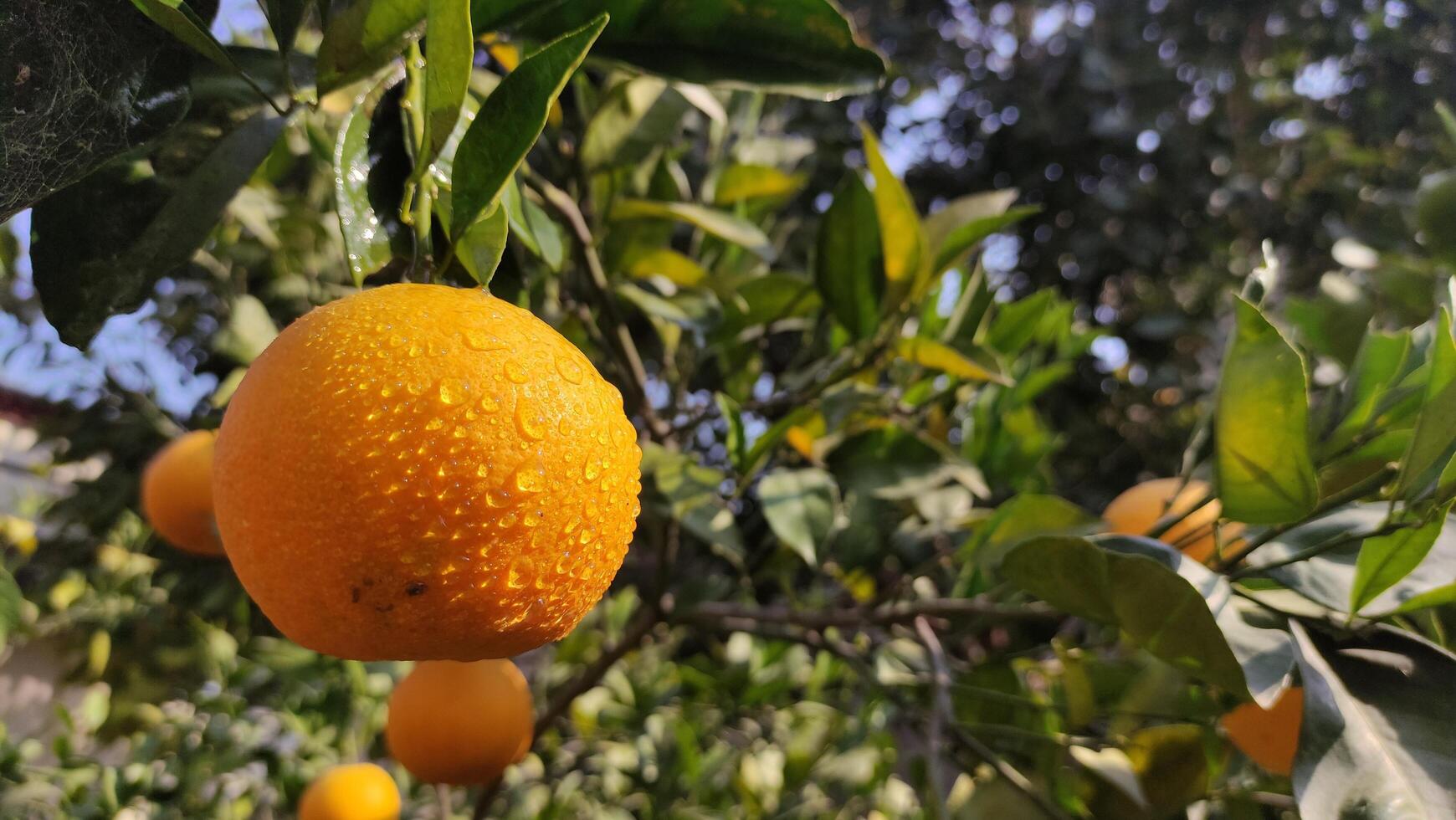 fresco laranja às laranja árvore dentro jardim foto