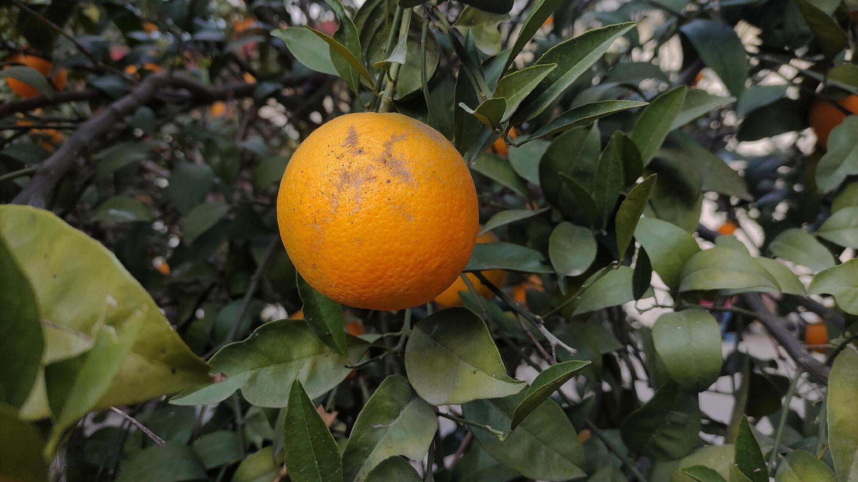 fresco laranja fruta em árvore às jardim foto