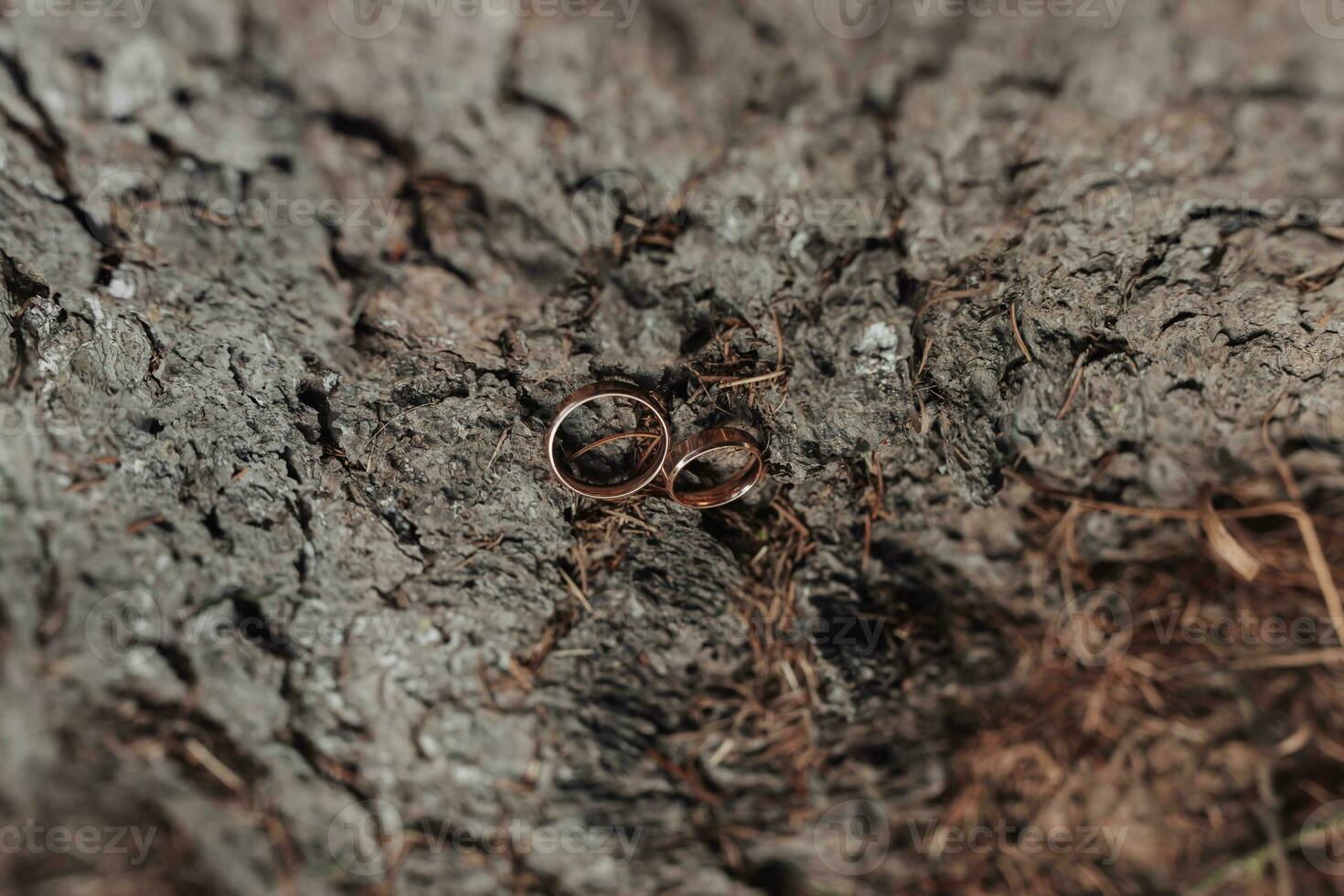 Casamento argolas ficar de pé em uma árvore fundo. Casamento detalhes. argolas em uma árvore. Casamento fotografia. fechar-se do Casamento argolas deitado em a latido do uma árvore foto