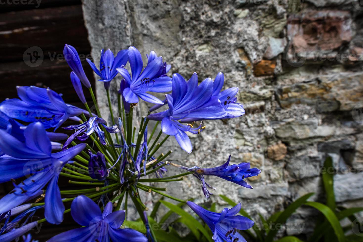 2021 08 01 gargnano agapanthus praecox willd foto