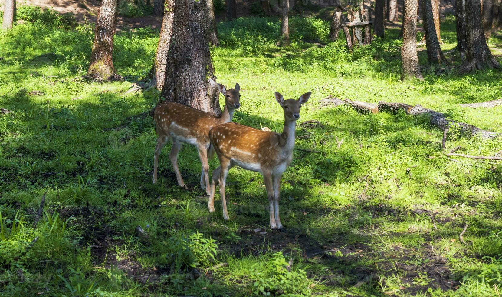 tiro do a veados dentro a floresta. animais foto