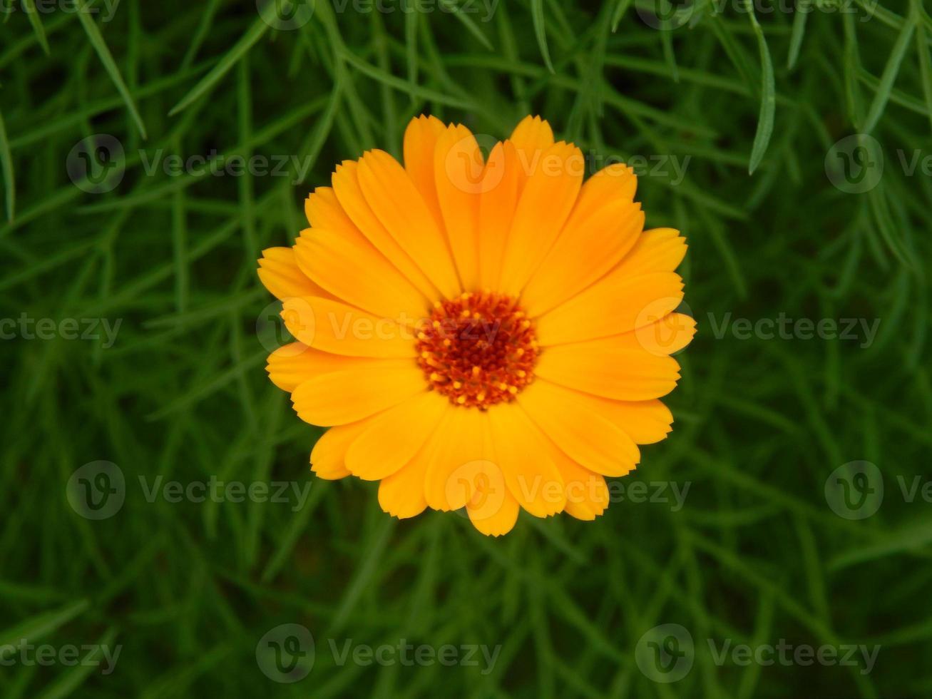 plantas e flores no jardim e no jardim foto