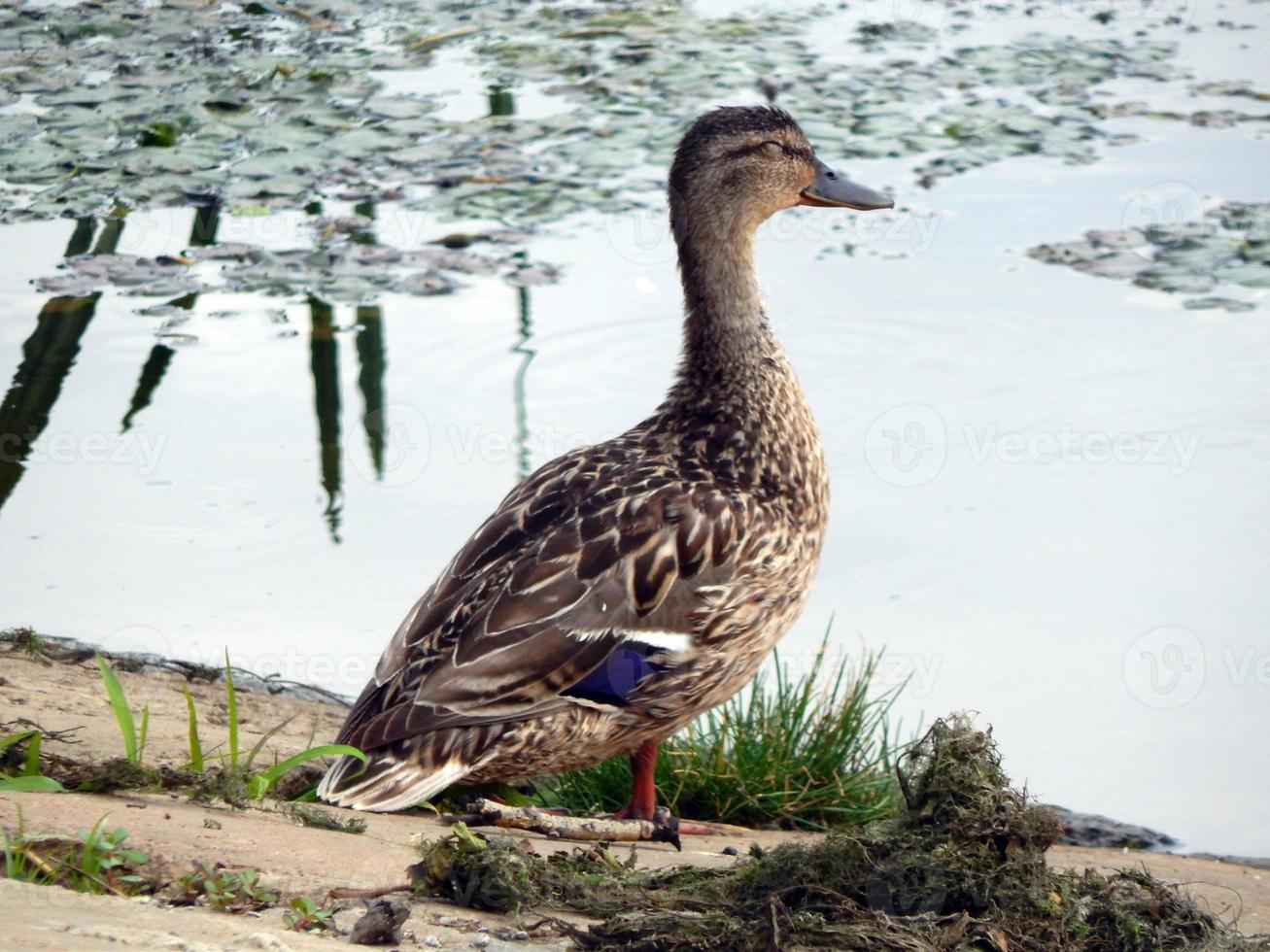 patos nadam no verão ao longo do rio na água foto