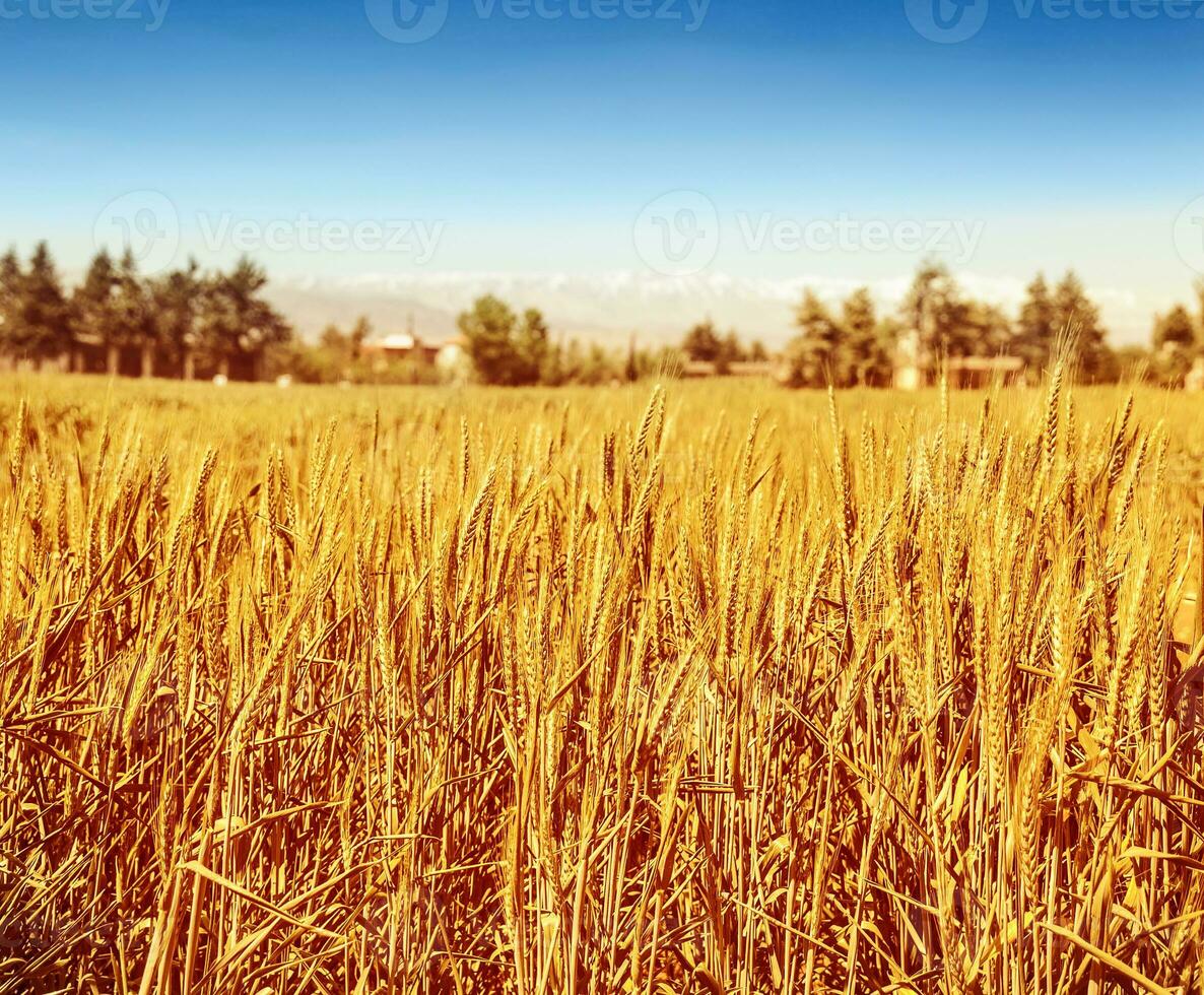 lindo campo de trigo foto