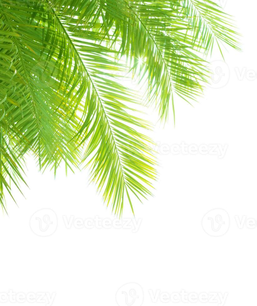 Palma árvore folhas fronteira foto