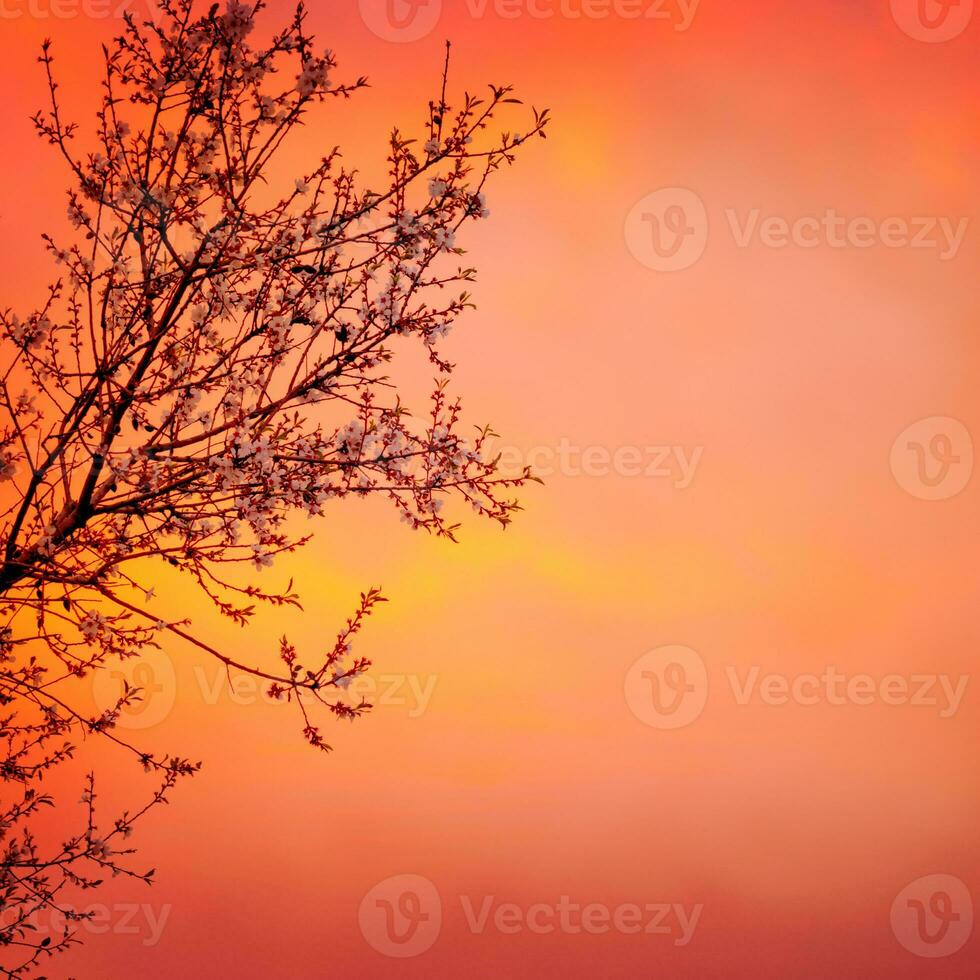 florescendo árvore em pôr do sol fundo foto