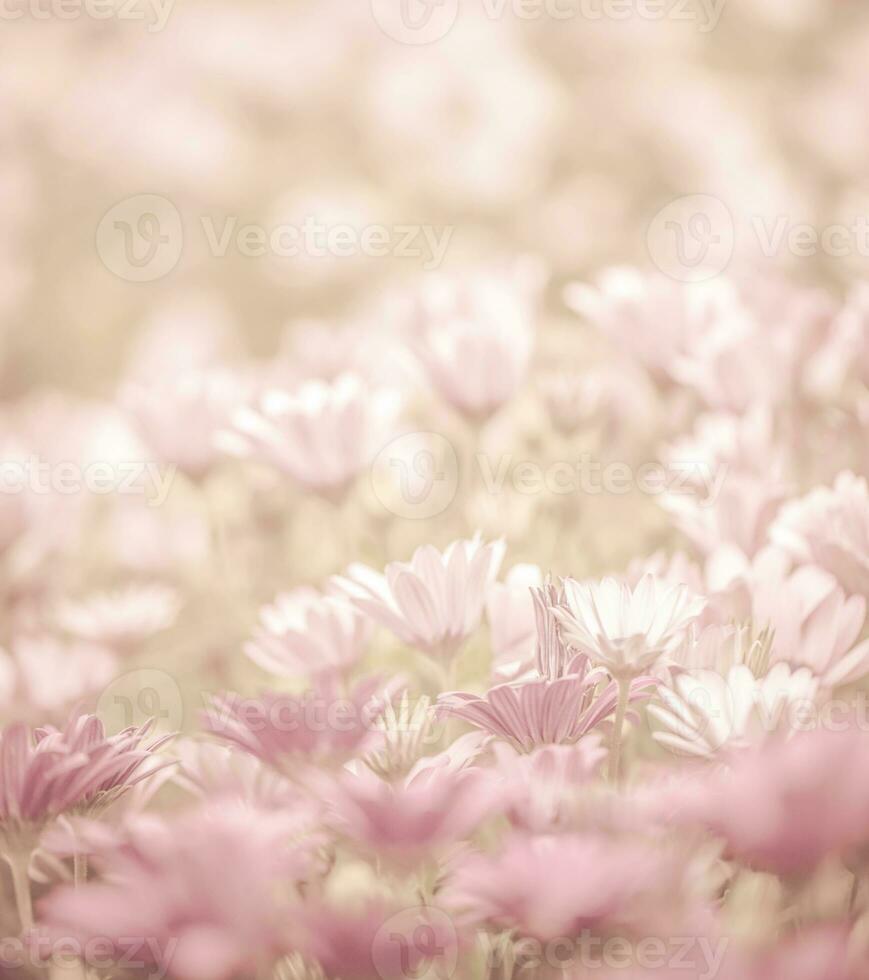 campo de flores margaridas foto