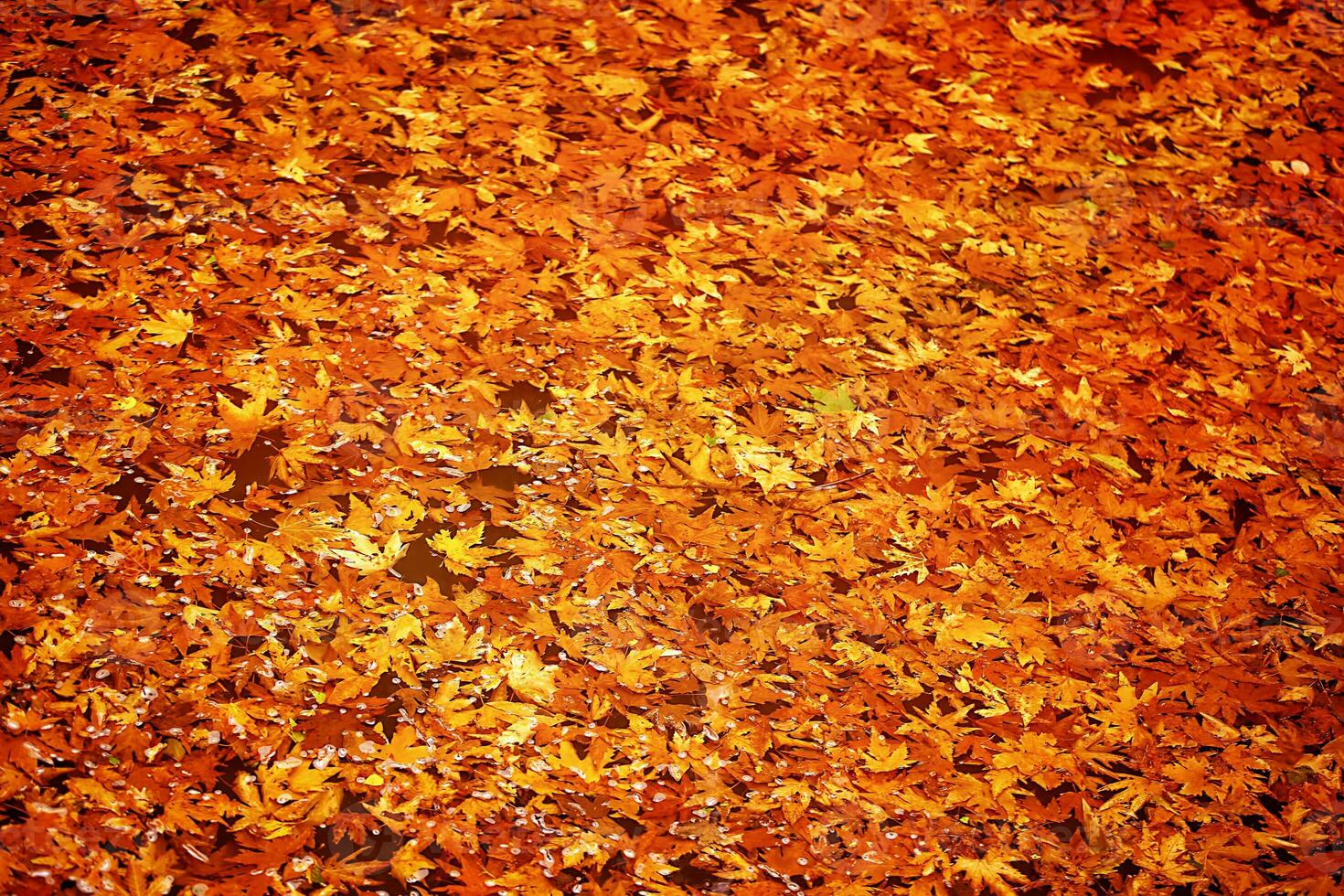 fundo de folhas de outono foto