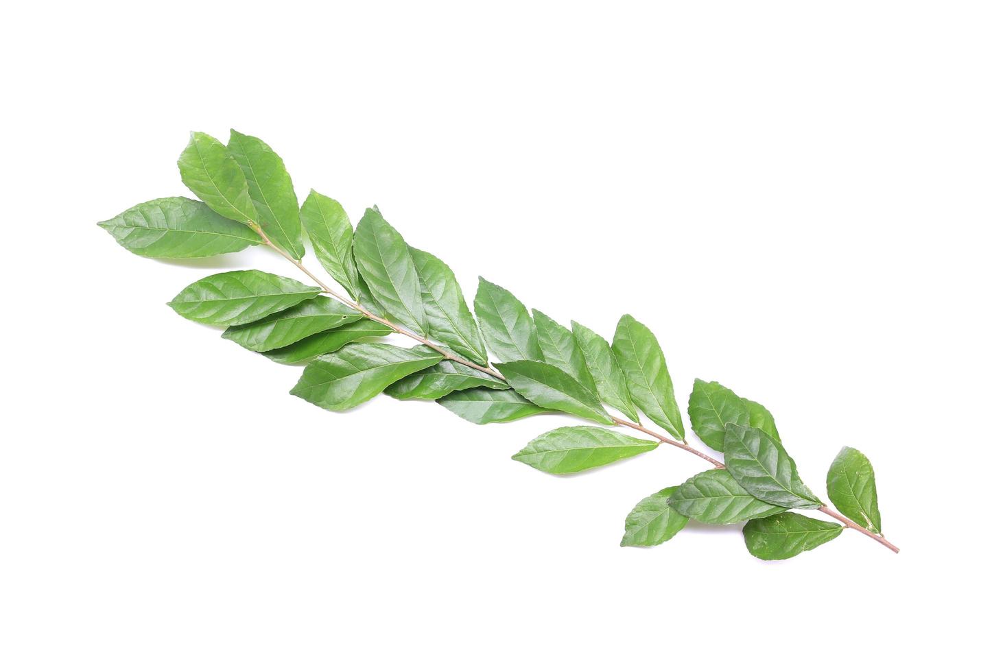 ramo com folhas verdes frescas de folhagem isoladas no fundo branco foto