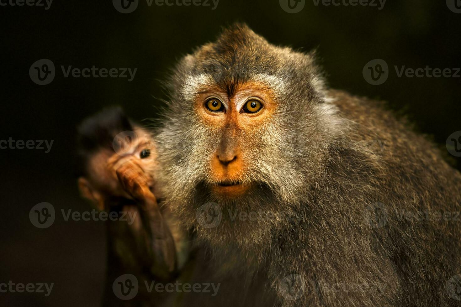 selvagem macaco família foto