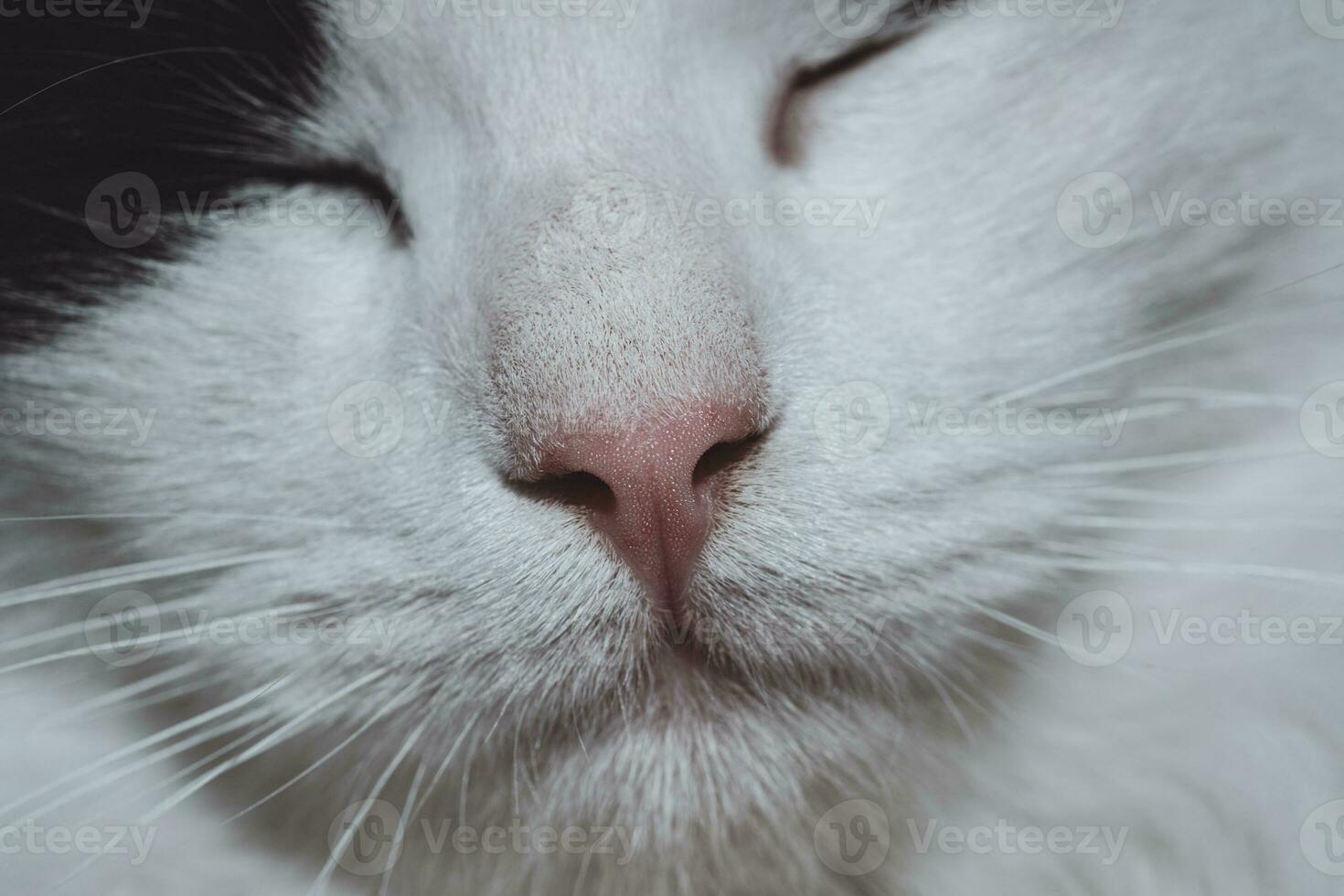 retrato de gato fofo foto