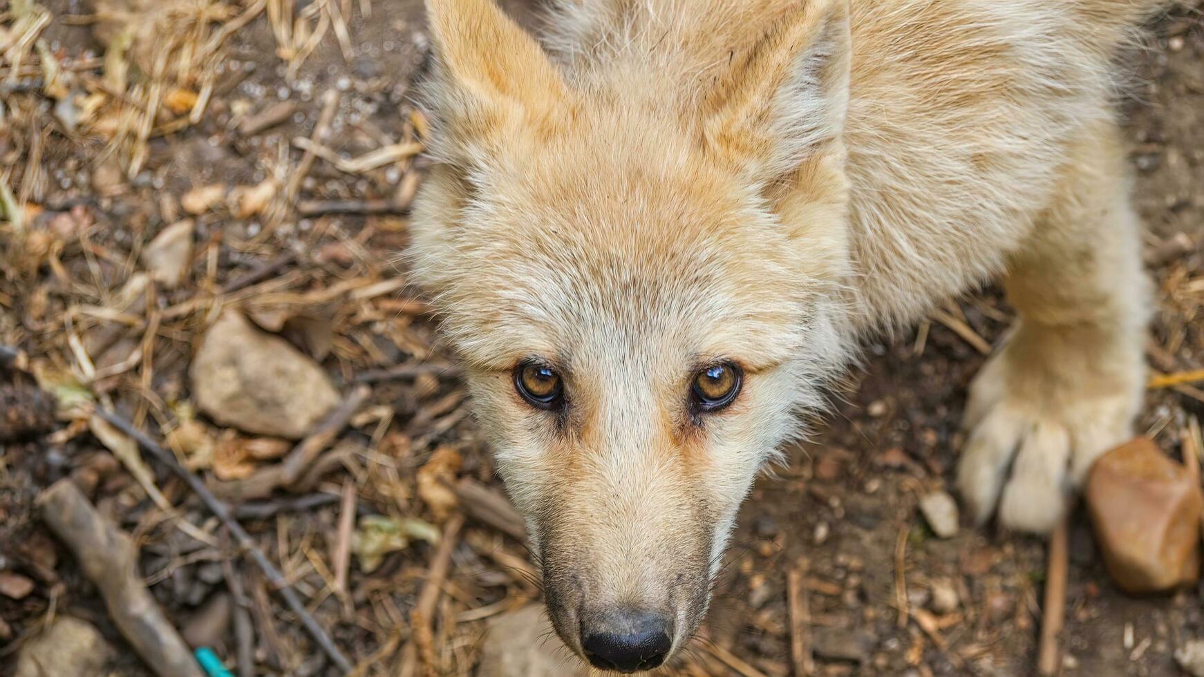 a Veja do uma jovem branco Lobo foto