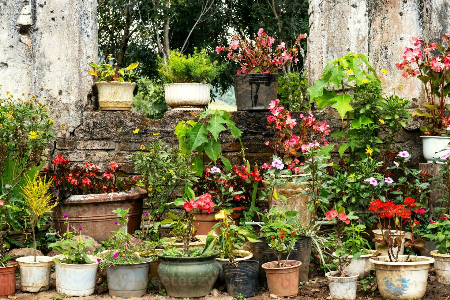 muitos em vaso florido plantas em pé ao ar livre. foto