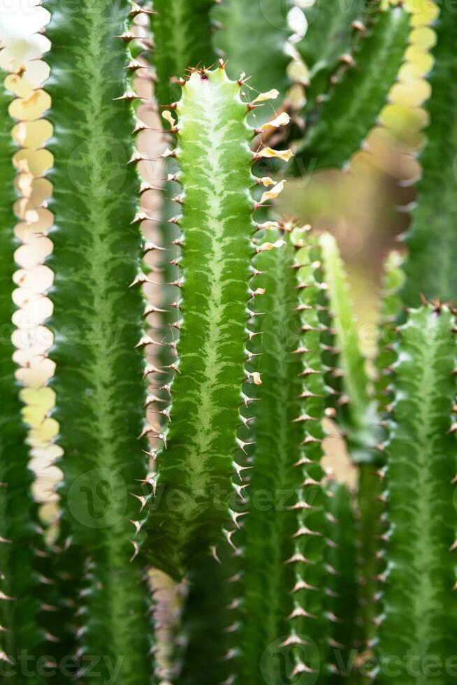 alta cacto. grupo do grande cactos plantar. foto