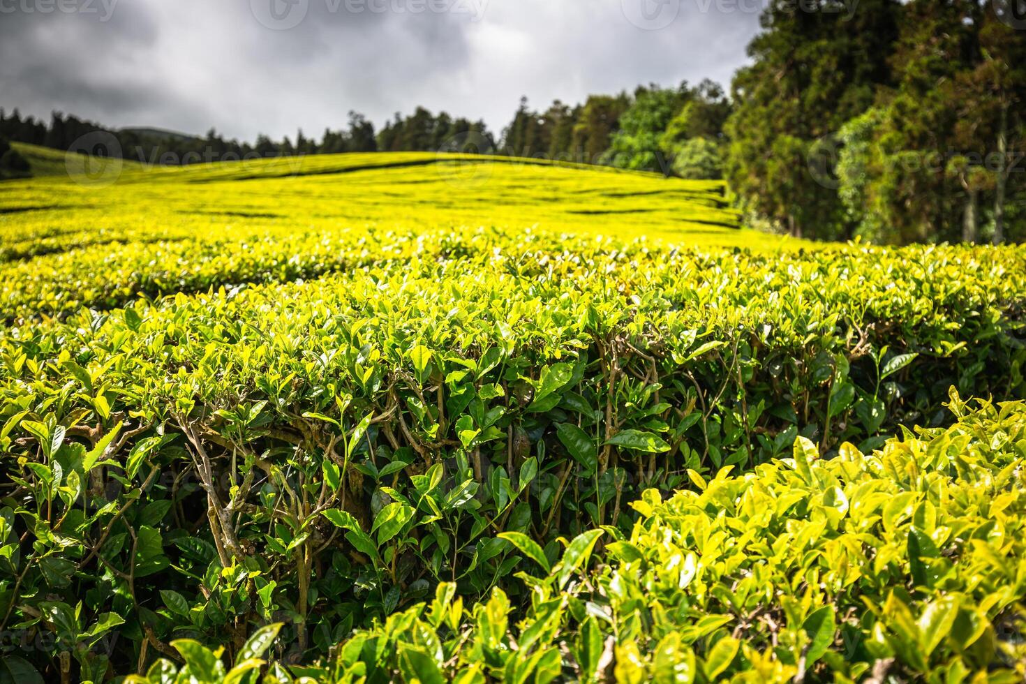 Portugal Açores ilhas são miguel chá plantação foto