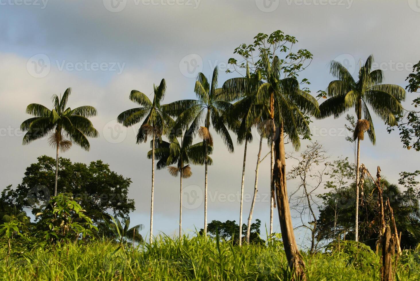 interior do primário tropical floresta tropical dentro Peru foto