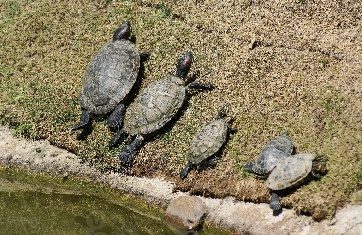 família tartarugas come grama, em a jardim zoológico foto