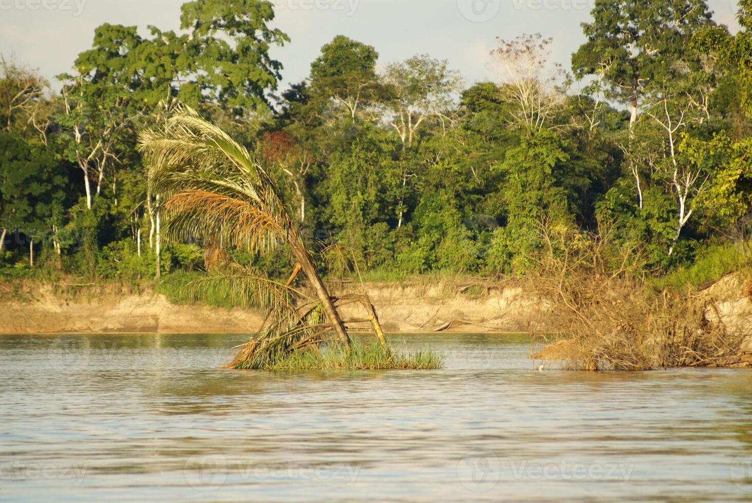 uma rio e lindo árvores dentro uma floresta tropical Peru foto