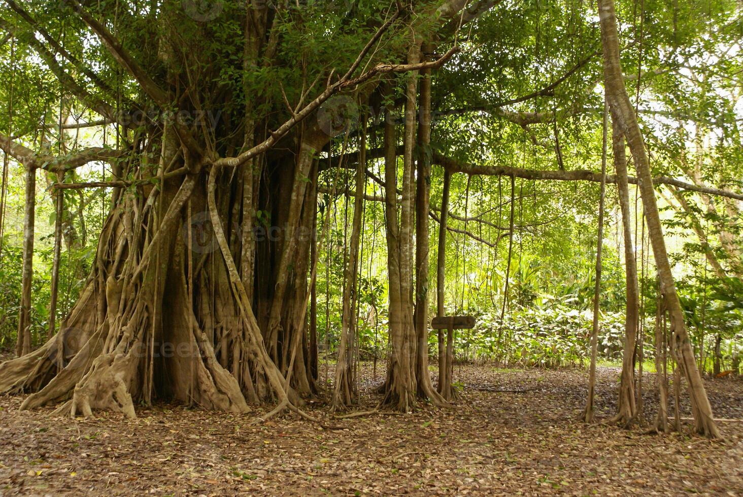 árvore da selva amazônica foto